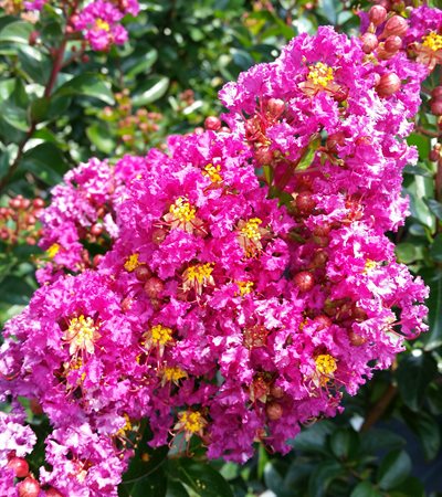 Crape Myrtle Purple Magic